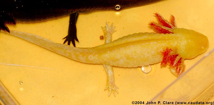 Female golden albino axolotl