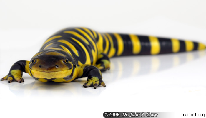 Tiger Salamander